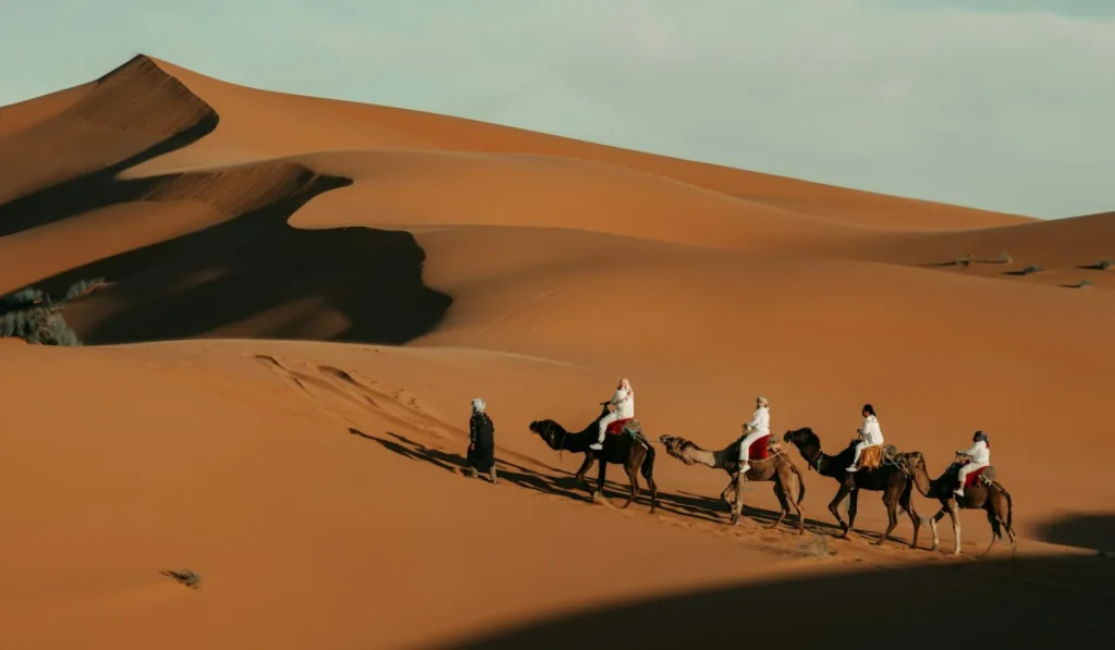 Travellers riding camels across sweeping Moroccan sand dunes